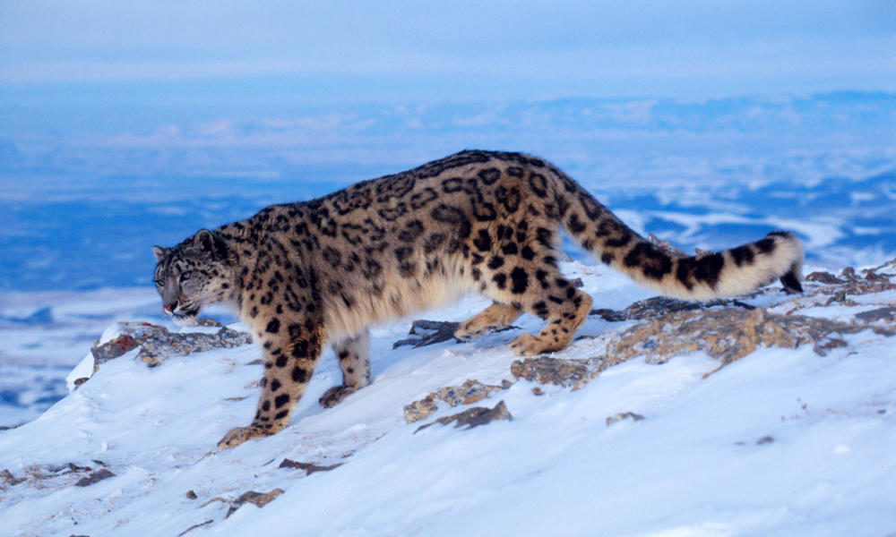 Hemis National Park