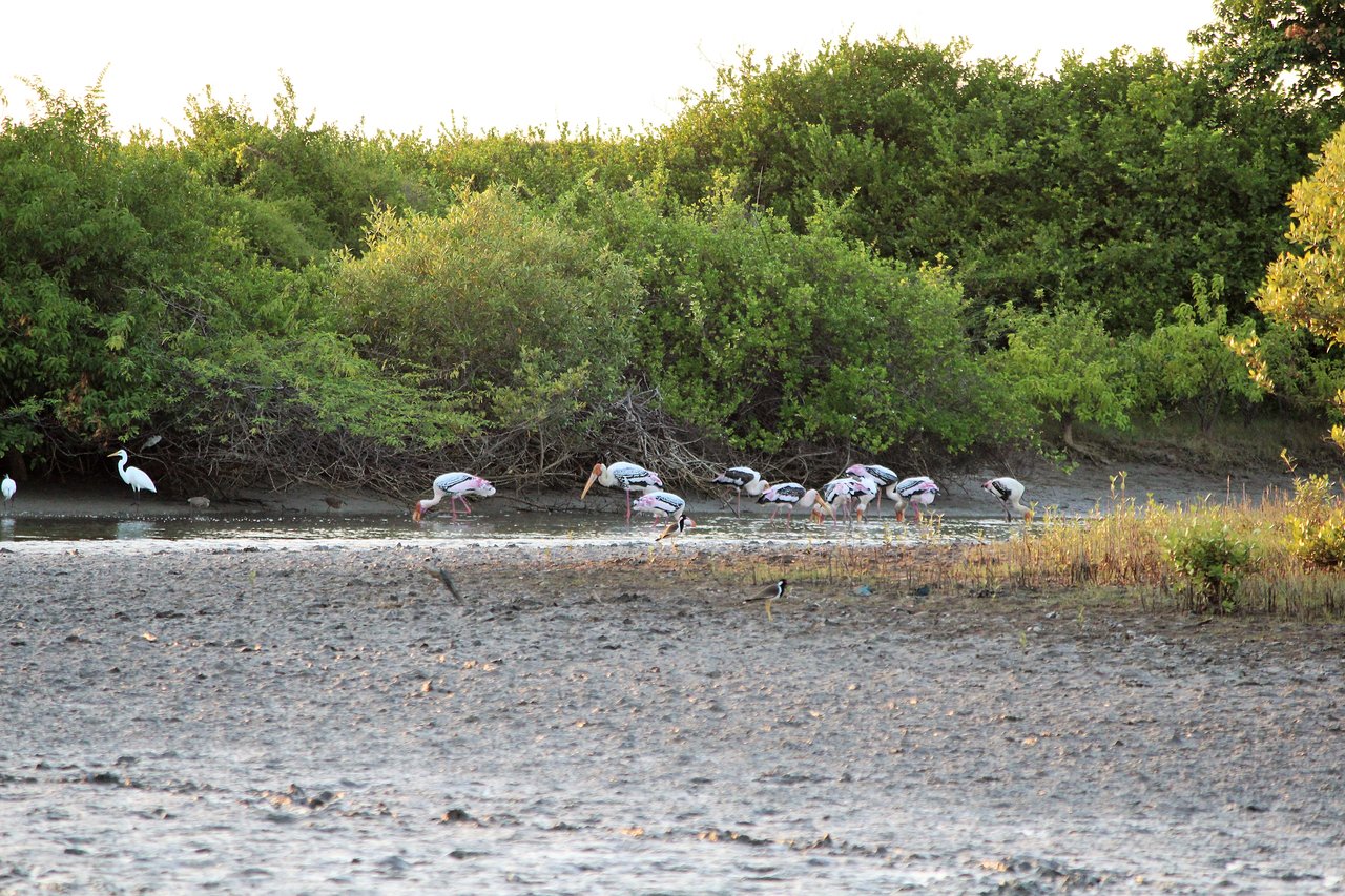 Kodikkarai Wildlife Sanctuary