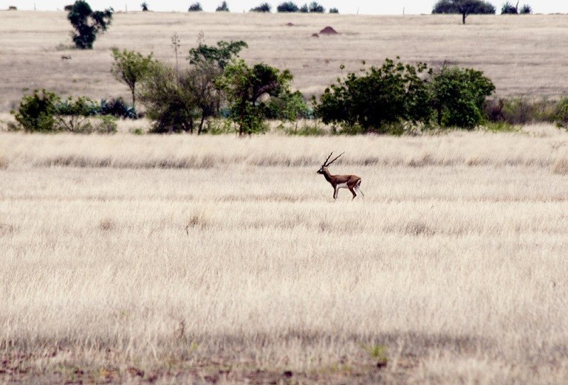 Rollapadu Wildlife Sanctuary