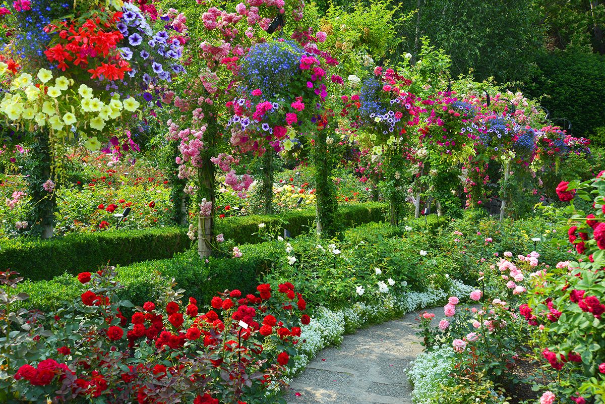 Rose Garden