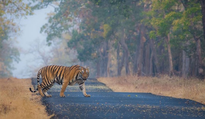 Tadoba