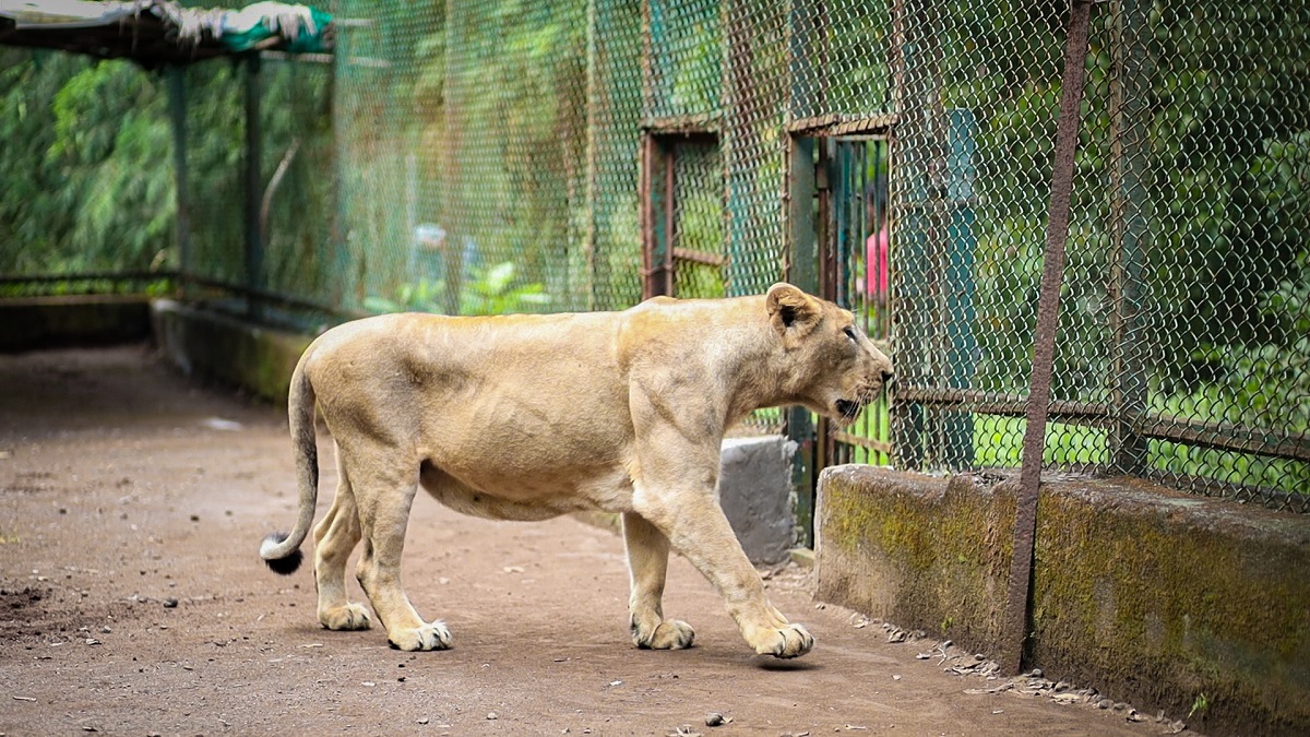 Lion Safari Wildlife Park