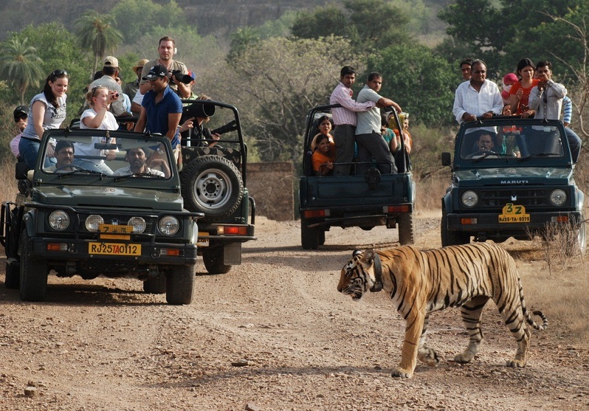 Wildlife Safari