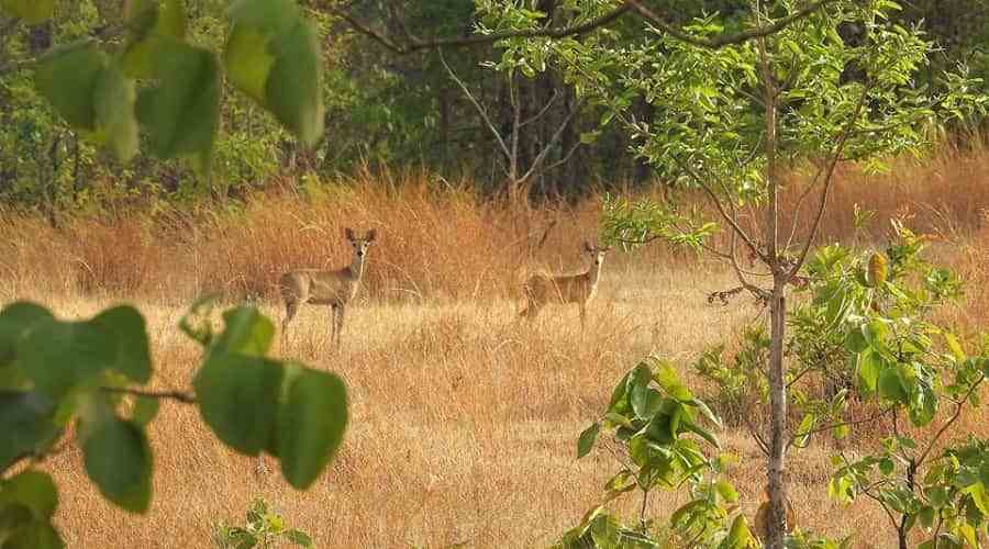 jambughoda-wildlife-sanctuary