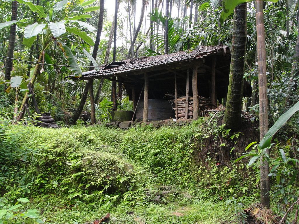 Camping and staying at a treehouse in Mudumalai tiger reserve