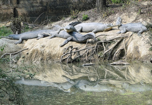 Crocodile breeding center