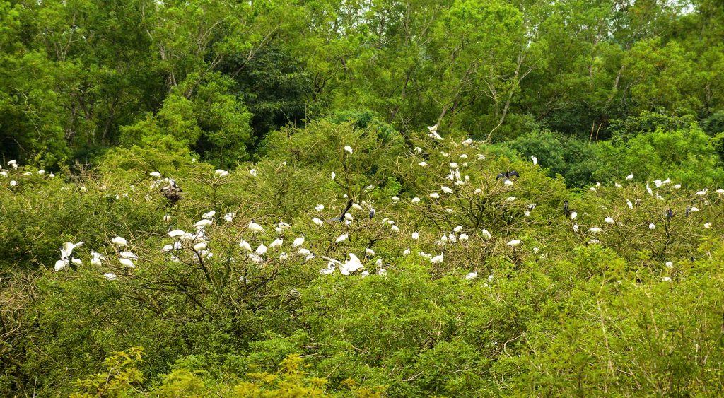 Gudavi Bird Sanctuary