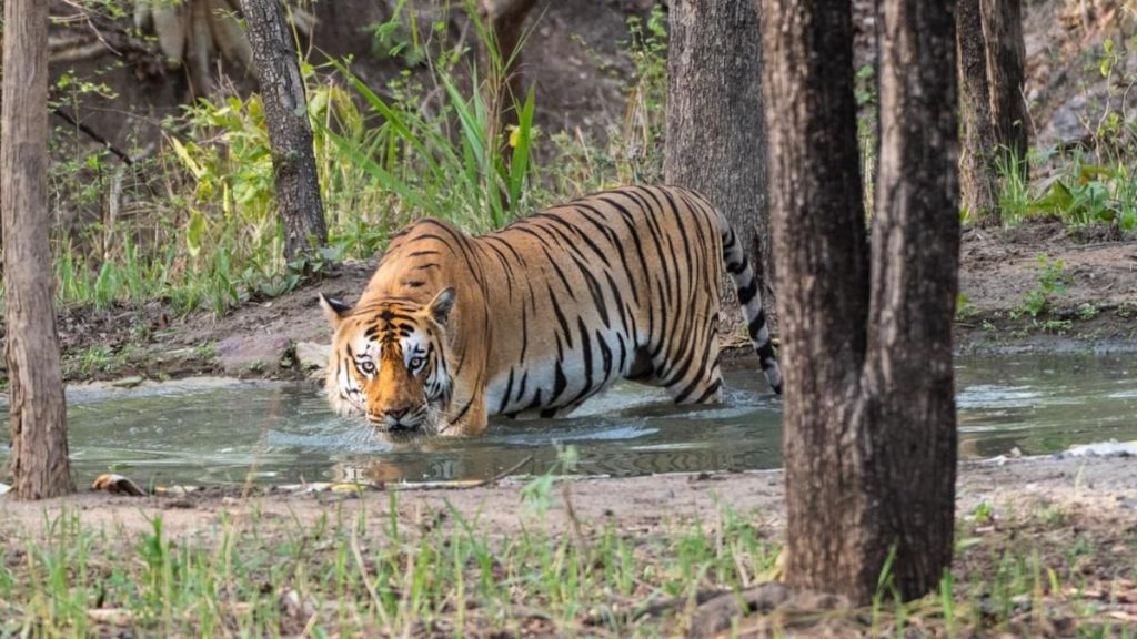 Jim Corbett National Park