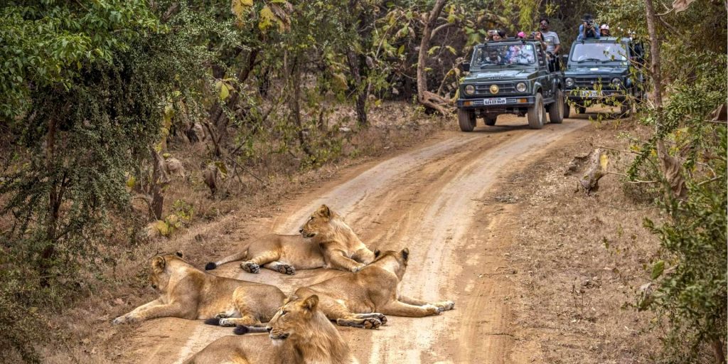 Jungle Safari in Gir National Park