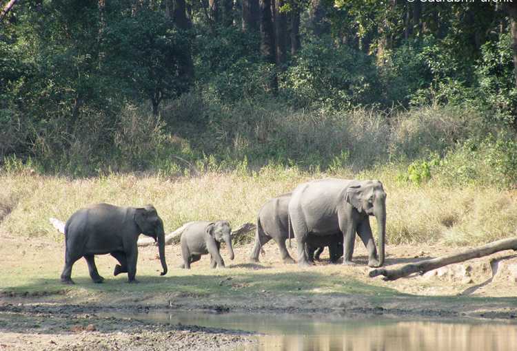 Rajaji National Park