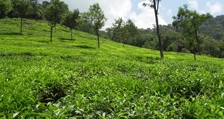 Tea Estate View Point near Mudumalai 