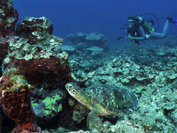 scuba diving in Lakshadweep