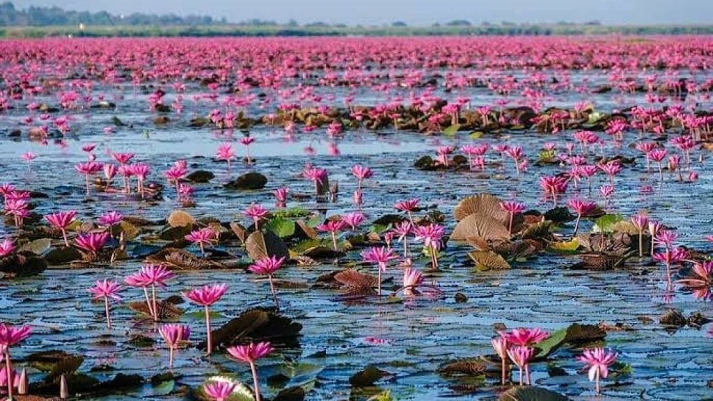 Lotus Lake, Indore