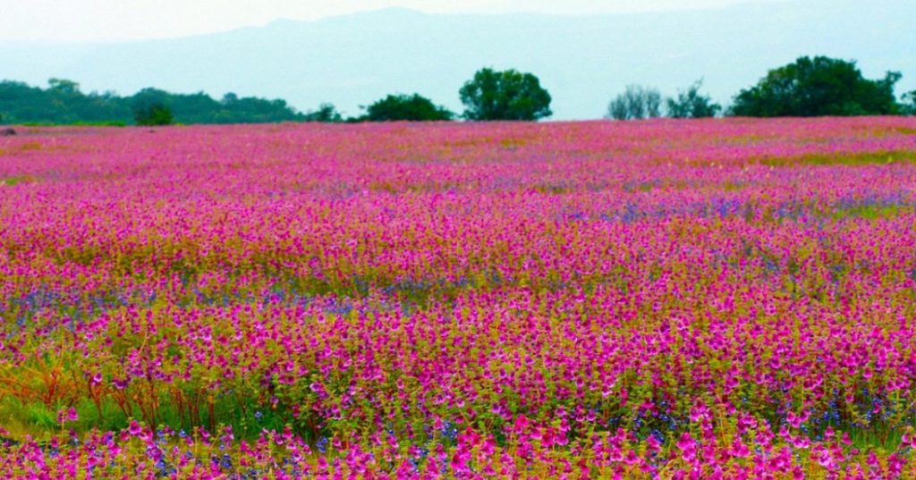 Kaas Plateau