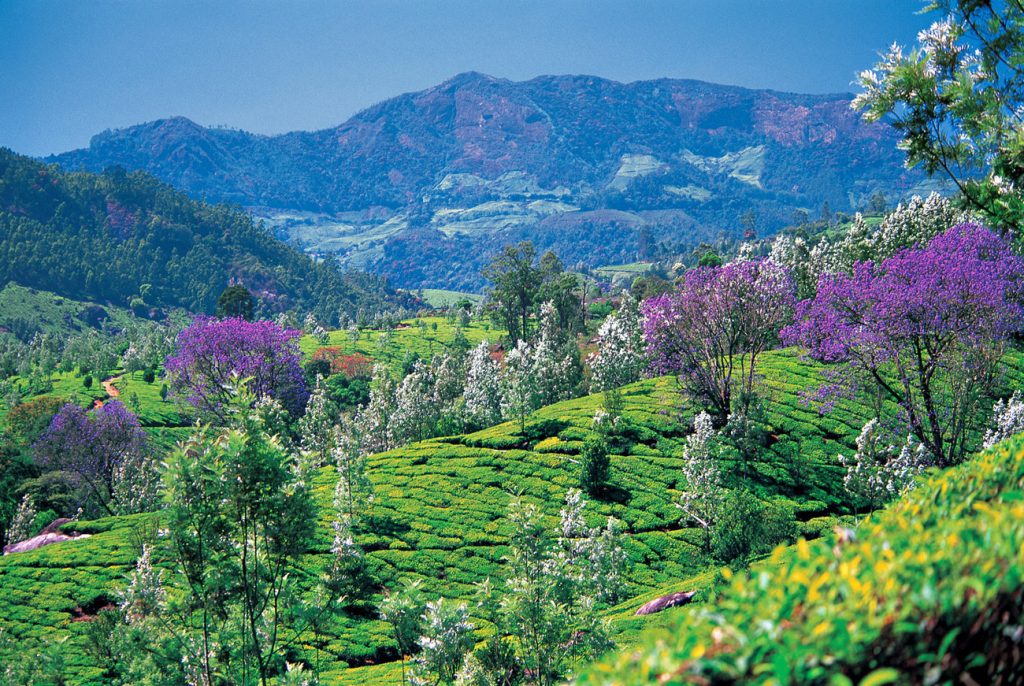 Munnar Valley