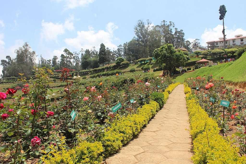 Rose Garden, Ooty