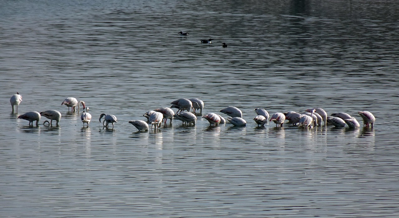 Indira Gandhi Wildlife Sanctuary