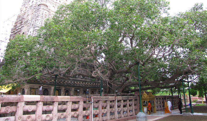 Bodhi Tree