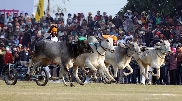 Kila Raipur Festival