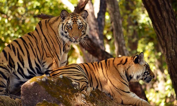 Nagarjunsagar-Srisailam Tiger Reserve, Andhra Pradesh