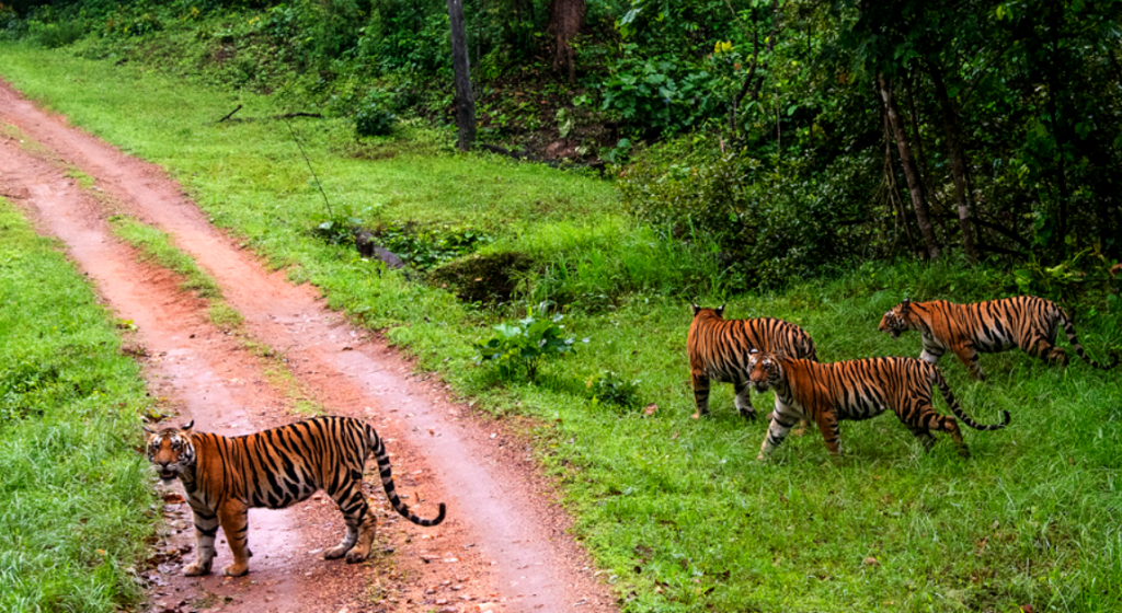 Kanha National Park 1