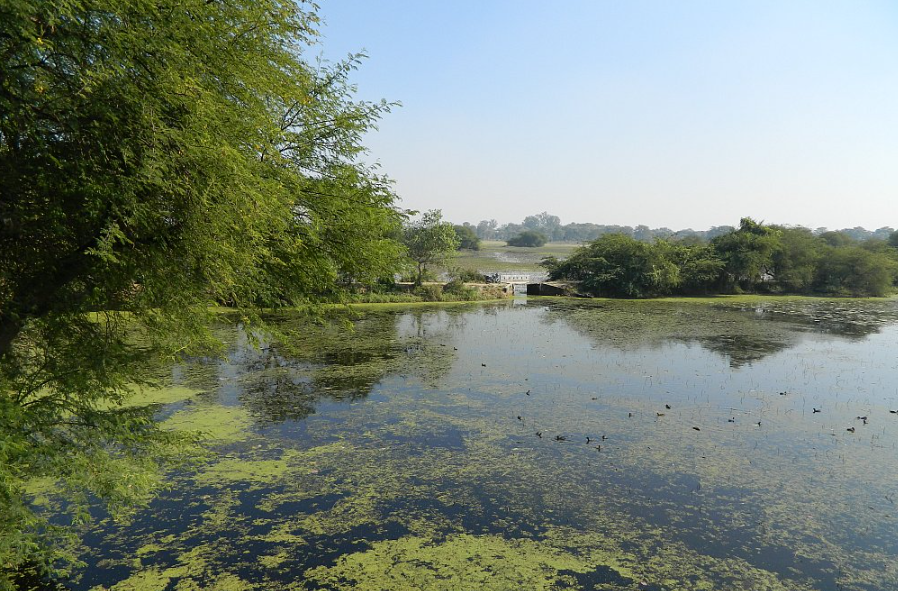 Nawabganj's Bird Sanctuary