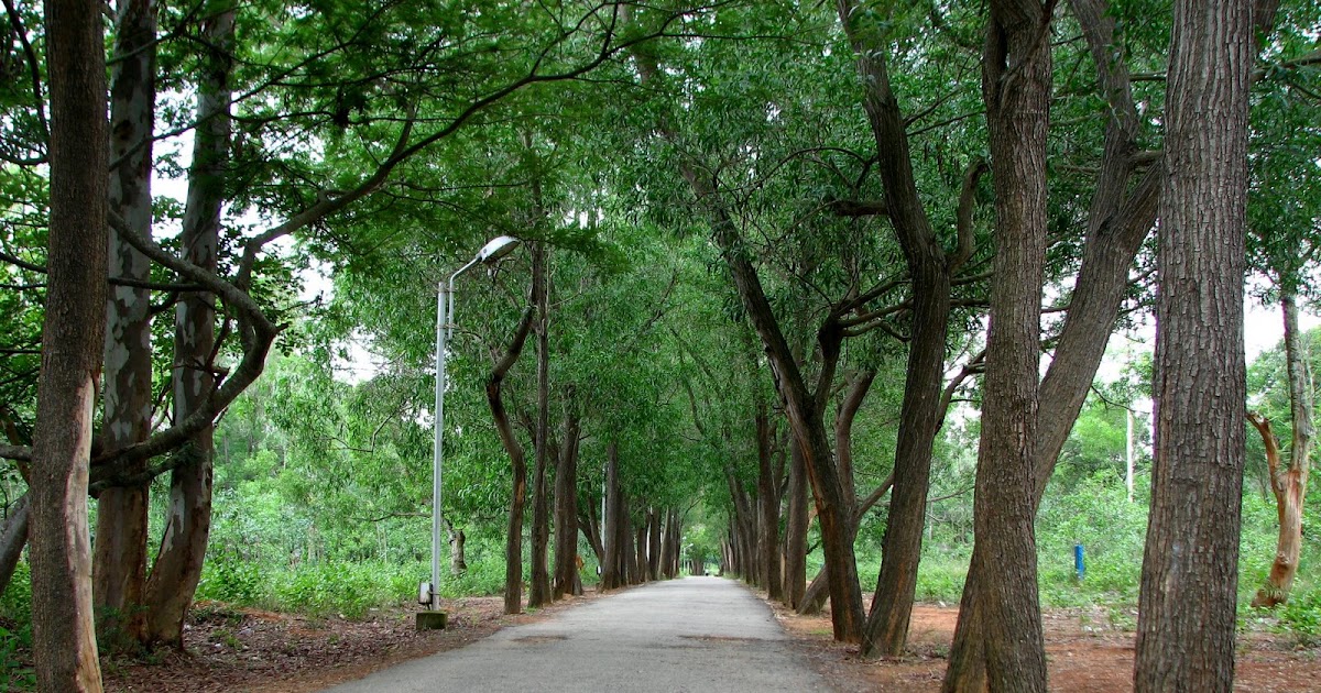 JP Nagar Mini Forest