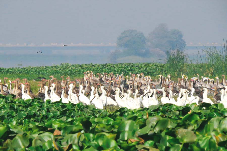 Okhla Bird Sanctuary