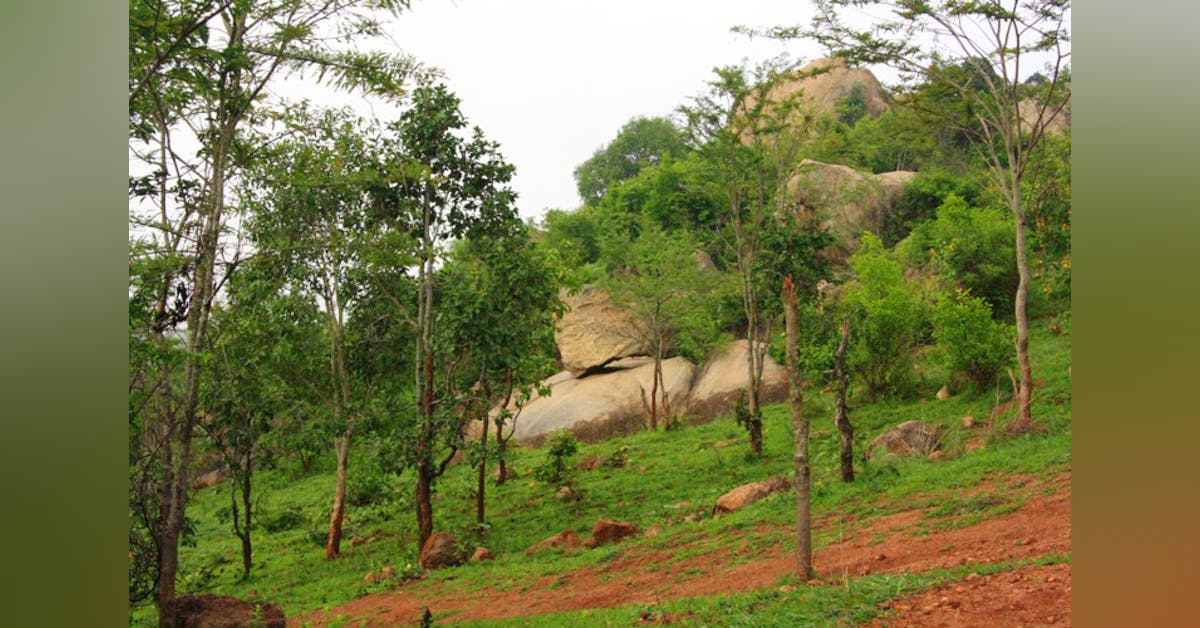 Turahalli Forest